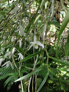 オキナワセッコク（Dendrobium okinawense）