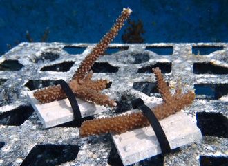 沖縄美ら海水族館「サンゴの苗作り体験」