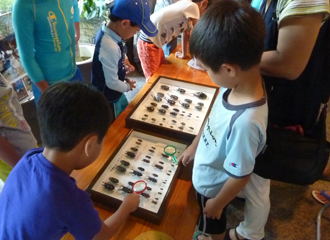 美ら島自然教室「沖縄のカブトムシ・クワガタの秘密を探る」