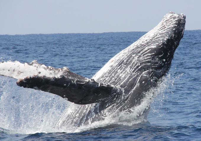 美ら海自然教室「沖縄のザトウクジラ」参加者募集中！