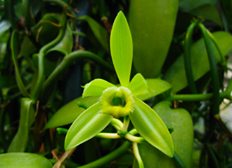 熱帯の植物に親しめるクラフト体験「バニラの香袋作り体験」