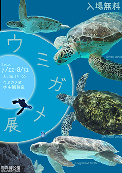 夏休み特別展示「ウミガメ展」今年も開催します！