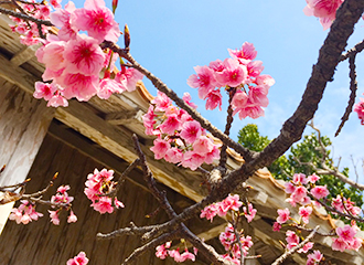 三連休イベント　桜とともに楽しむ「琉装着付体験」