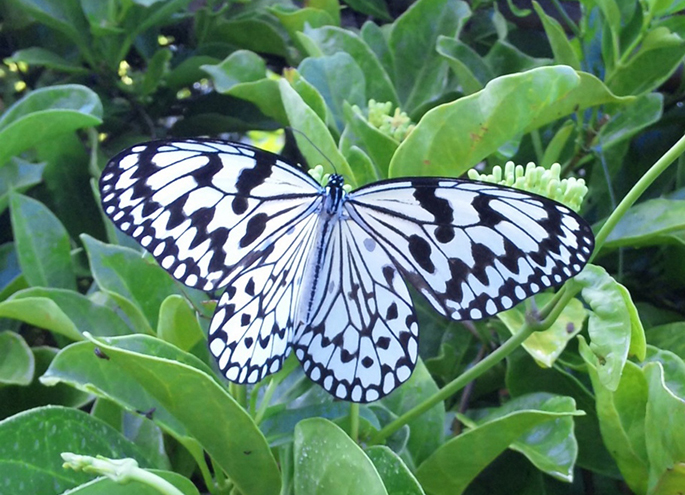 沖縄県の蝶に指定されたオオゴマダラ