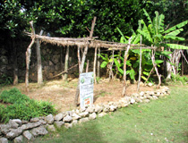 kitchen garden (Atai) 