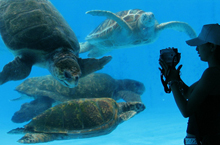 Sea Turtle Pool