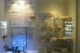 Whole genomic analysis coral on exhibit