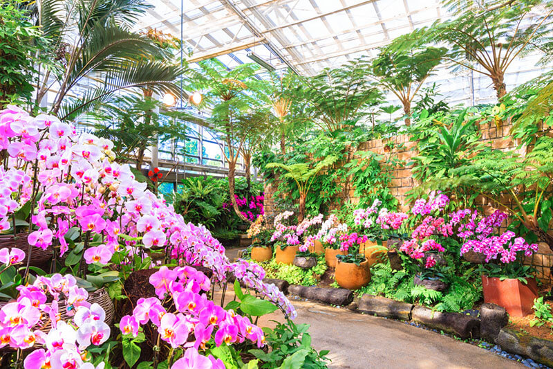 Once you enter the flower zone, you will be surrounded by the sweet and gorgeous scent.