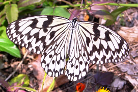 大胡麻斑蝶