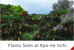 Plants Seen at Kyo-no Uchi