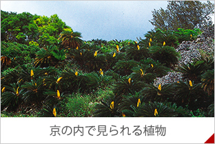 京の内で見られる主な植物