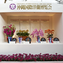沖縄国際洋蘭博覧会大賞株の写真