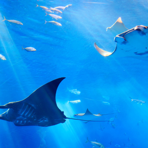 10月の海洋博公園