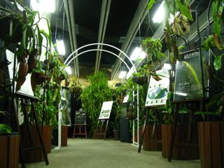 食虫植物展