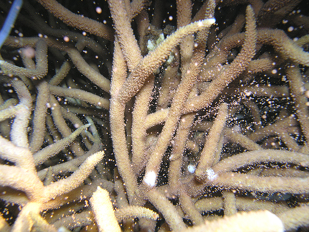 サンゴの産卵の様子