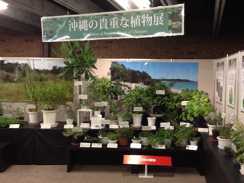沖縄の貴重な植物展