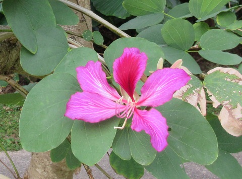 オオバナソシンカ（花）