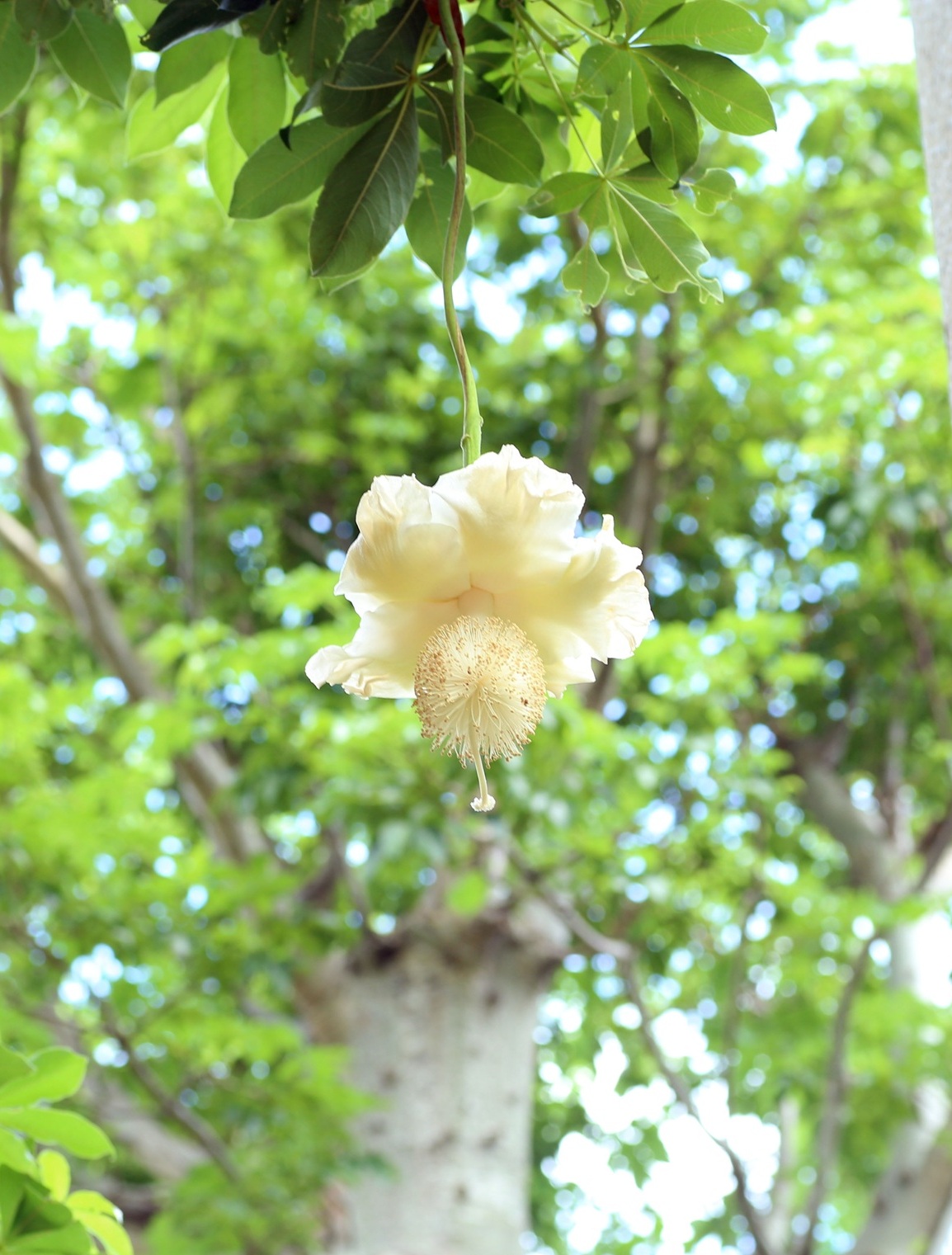 マダガスカルバオバブの開花の様子