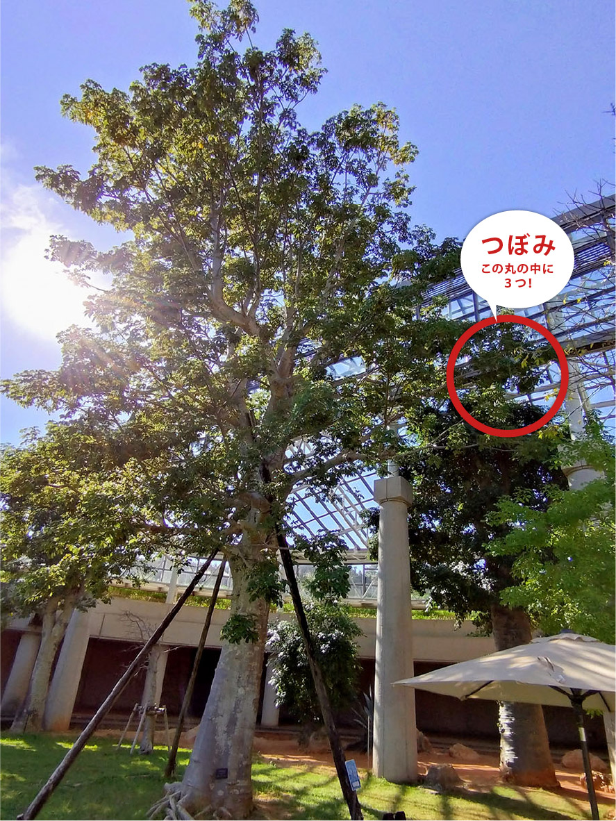 NR】国内での開花は貴重！ 神秘の花 アフリカバオバブ開花間近 | 海洋