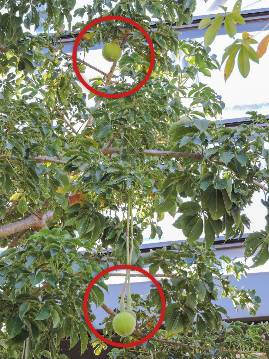 NR】国内での開花は貴重！ 神秘の花 アフリカバオバブ開花間近 | 海洋