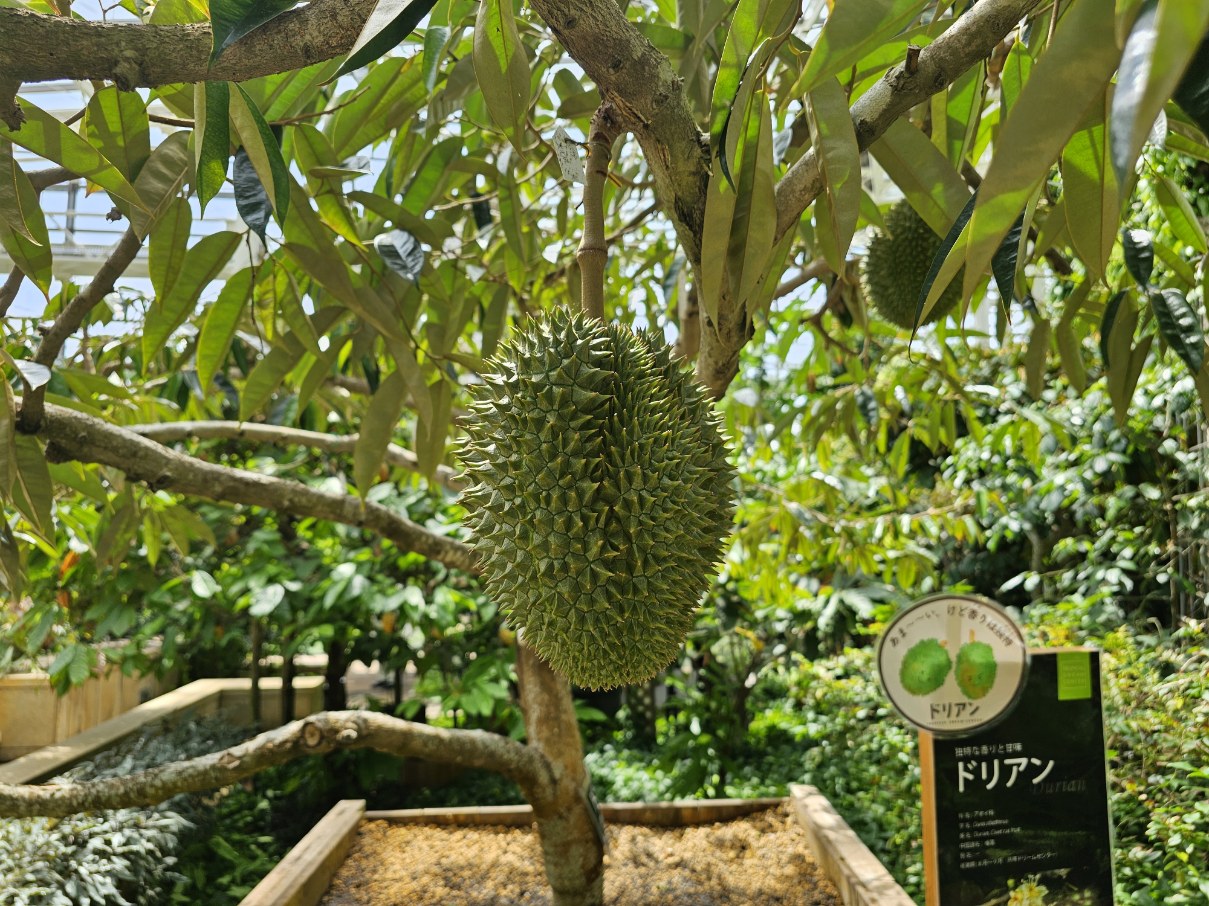 「果物の王様」ドリアン特別試食会　再び！