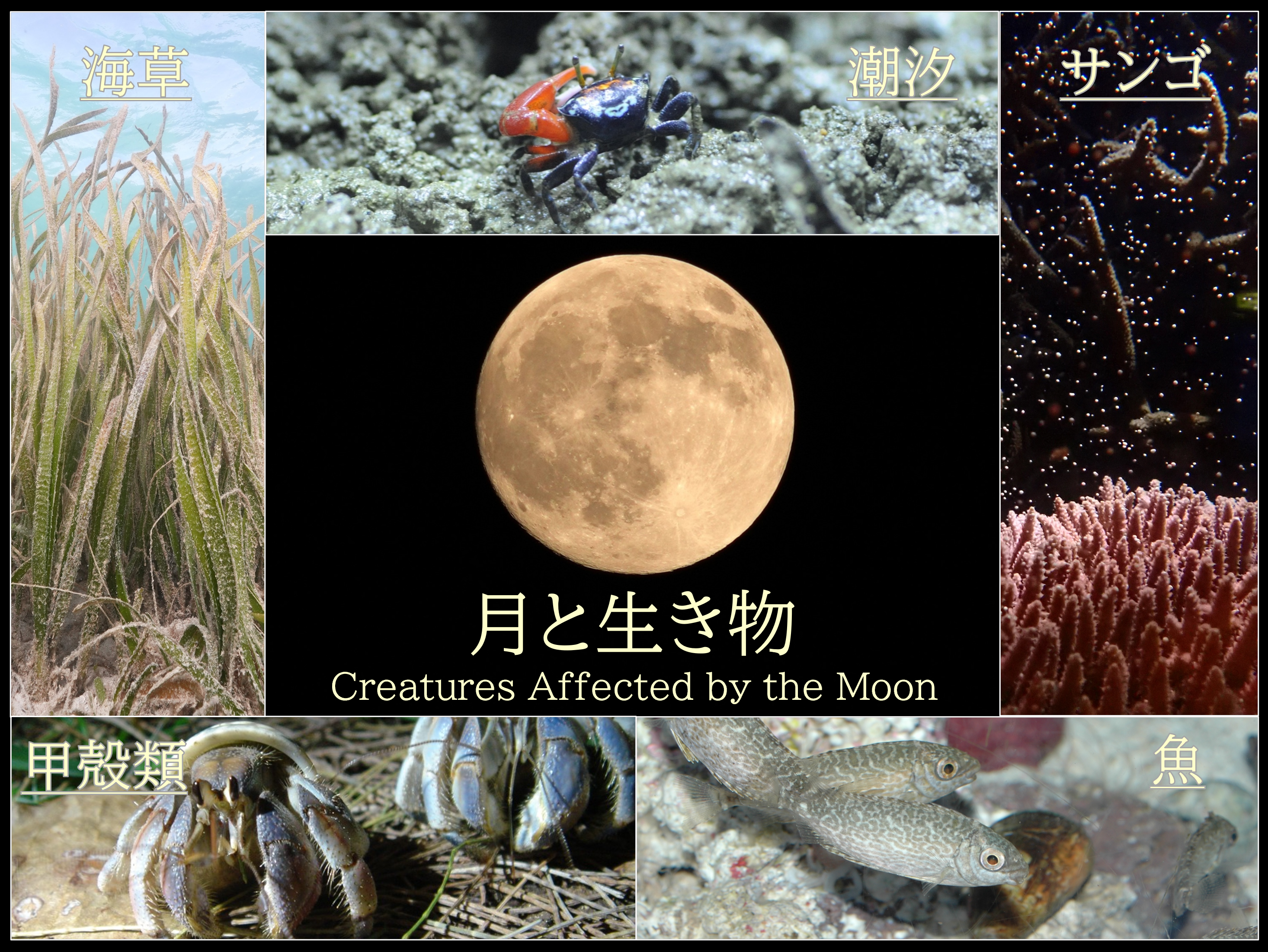 海洋博美ら海GWスペシャル2026 | 海洋博公園 Official Site