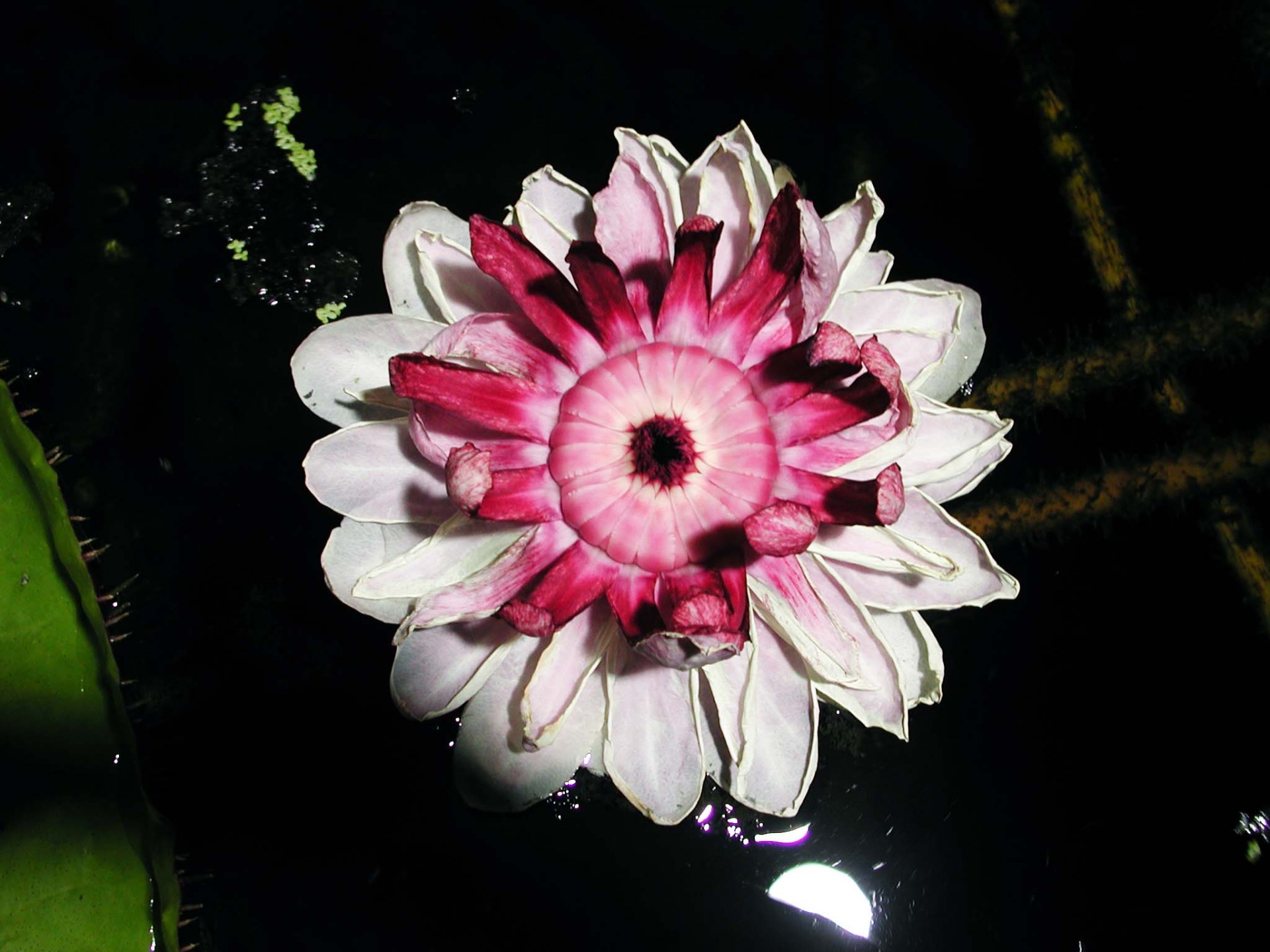 2日目のピンクの花