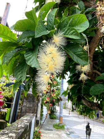 琉球の樹木　サガリバナ（白花個体） 琉球の樹木 サガリバナ（白花個体） 沖縄の木 サガリバナ 白花個体