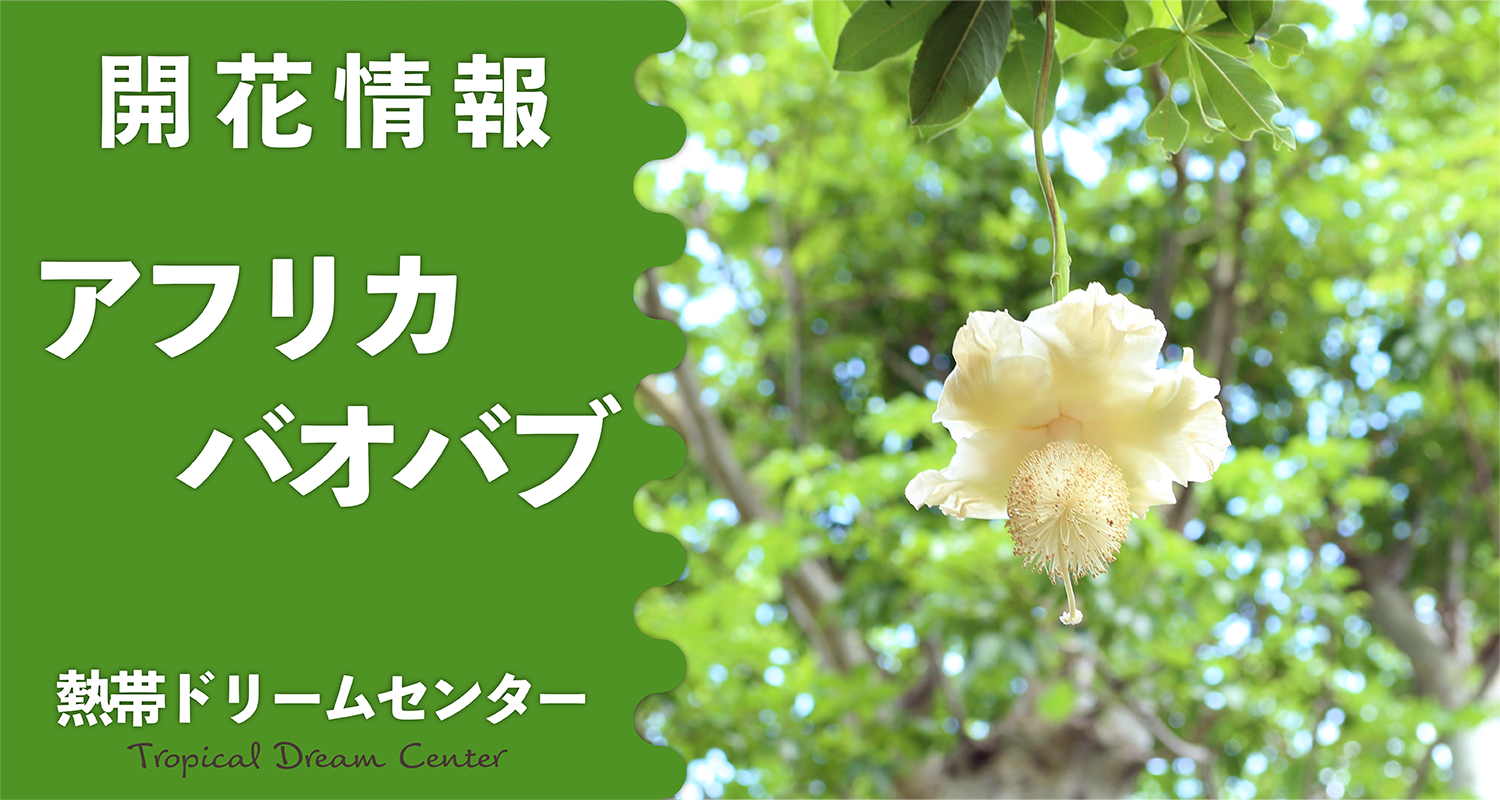 国内での開花は貴重！  神秘の花 アフリカバオバブ開花間近