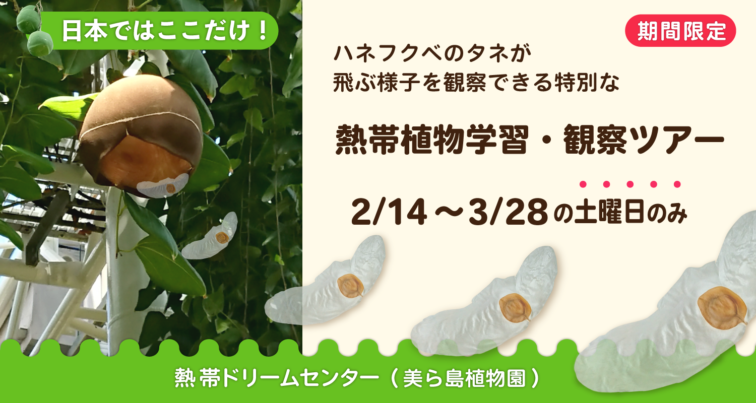 熱帯植物学習・観察ツアー