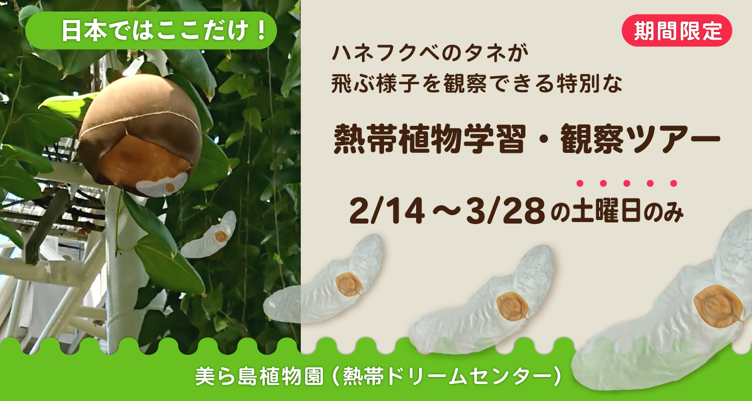 熱帯植物学習・観察ツアー