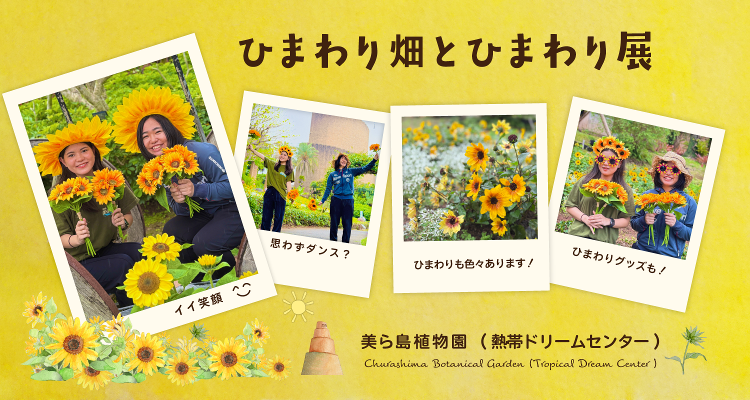 ひまわり展とひまわり畑