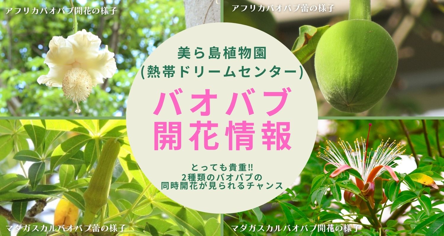 バオバブ開花状況