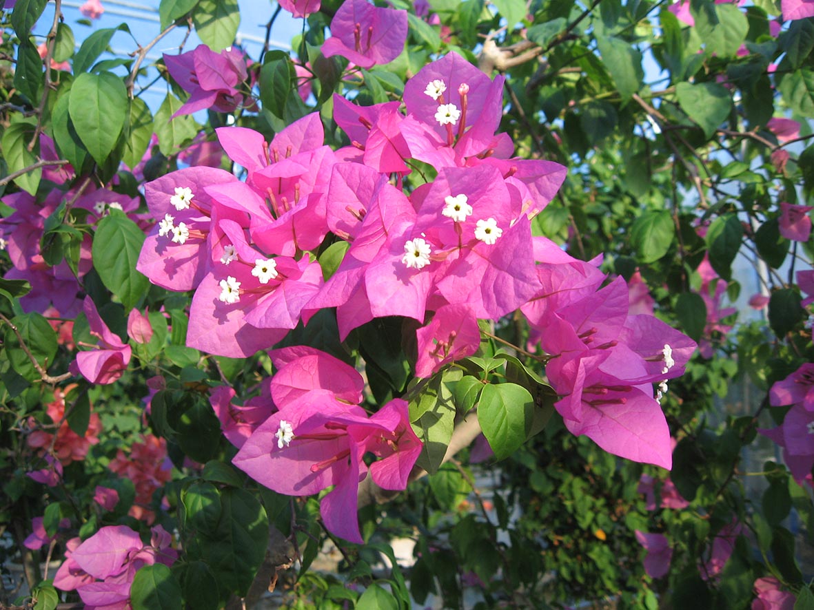 　ブーゲンビレア　※配布する花はこの色とは限りません