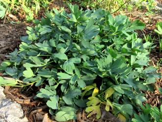 サクナ（ボタンボウフウ）