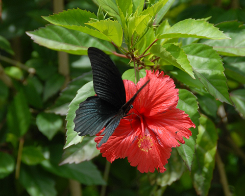 夏を代表する蝶ナガサキアゲハ