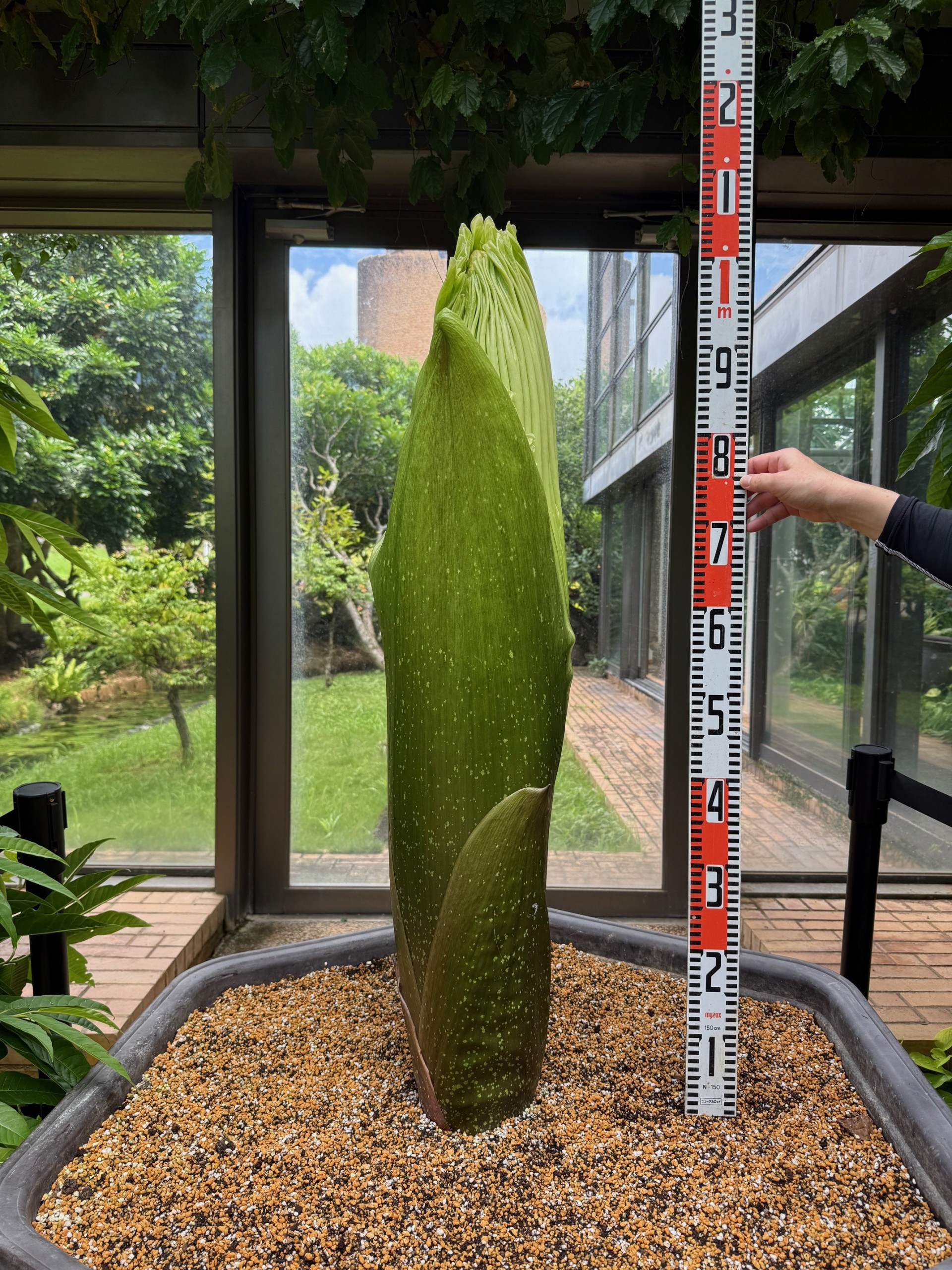 県内初公開 デカイ！クサイ！ ～ 世界最大級の花 ショクダイオオ