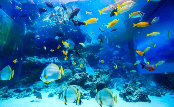 沖繩美麗海水族館| 海洋博公園Official Site - スマートフォン版
