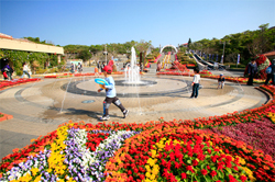 毎年、1月中旬から2月下旬にかけて噴水広場周辺で「美ら海花まつり」を開催しています。