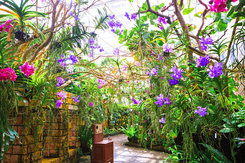 In Vanda greenhouse, you will witness the orchids floating in the air!