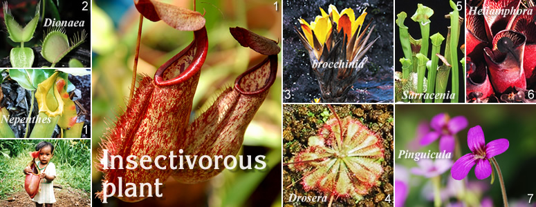 Insectivorous Plant Official Site