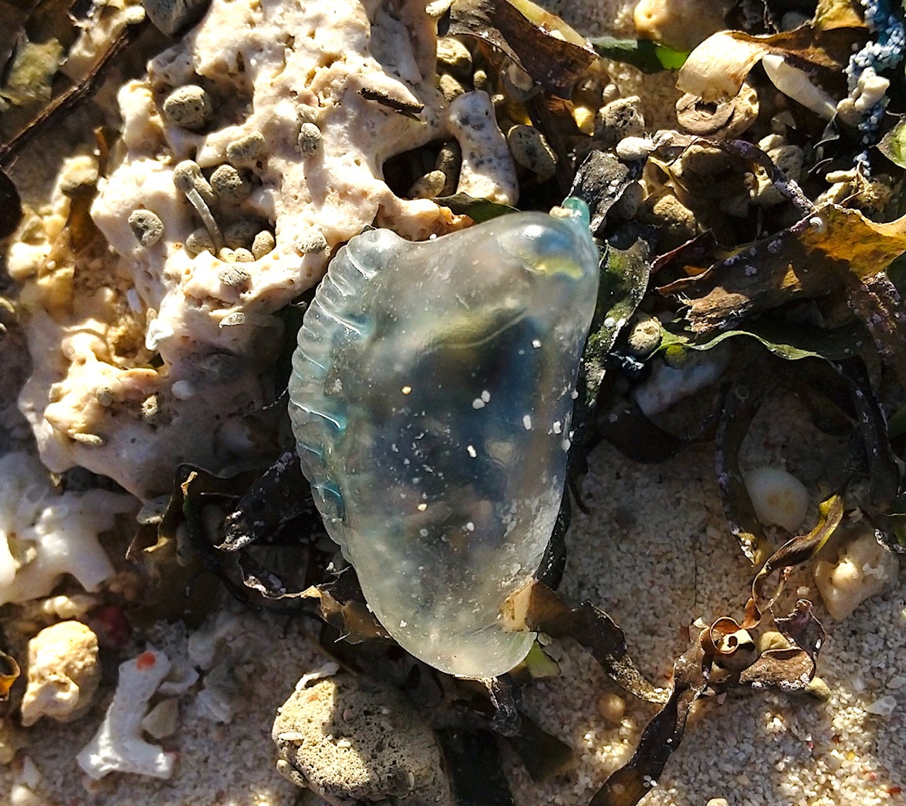 【エメラルドビーチ】カツオノエボシ漂着について 海洋博公園 Official Site