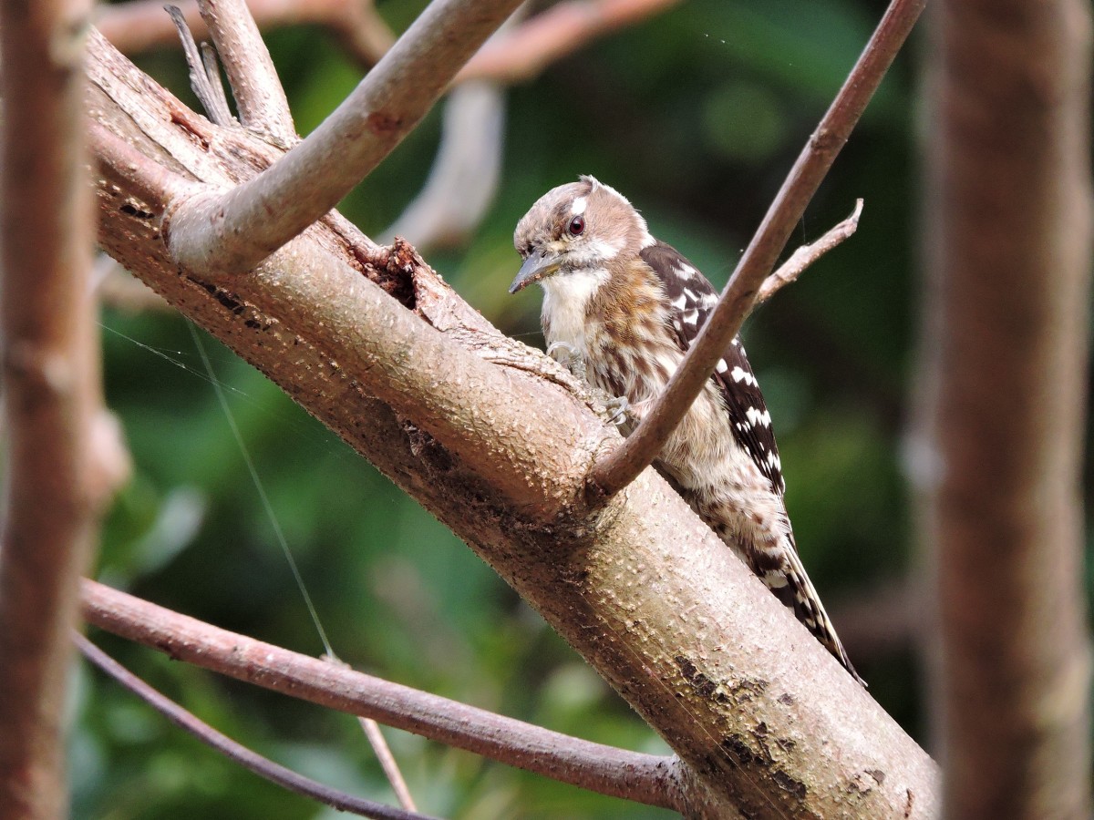 リュウキュウコゲラ