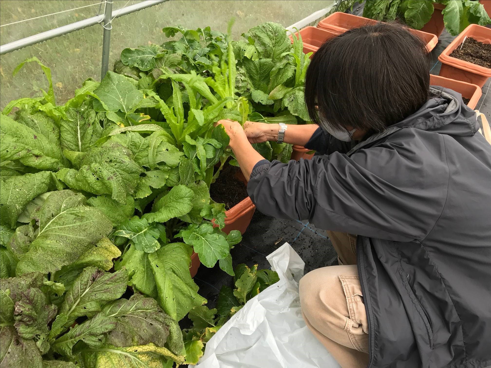 島野菜の植付け・収穫体験 | 海洋博公園 Official Site - スマートフォン版