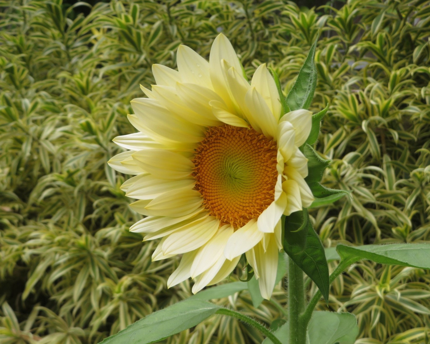 ビンセント（2型）オレンジ