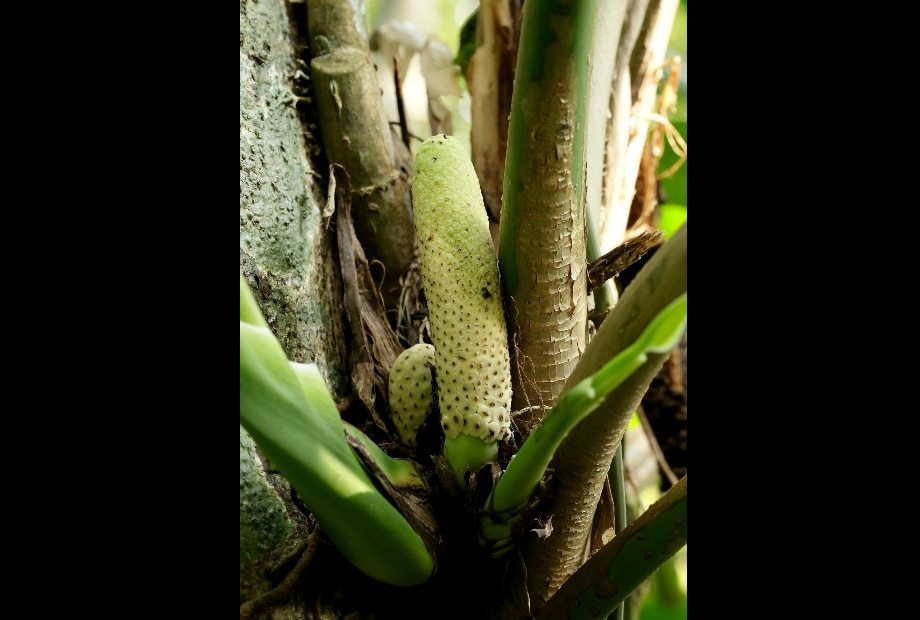 サキシマハブカズラの写真