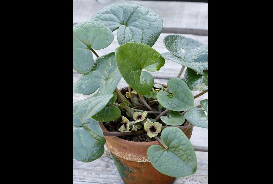 センカクアオイ